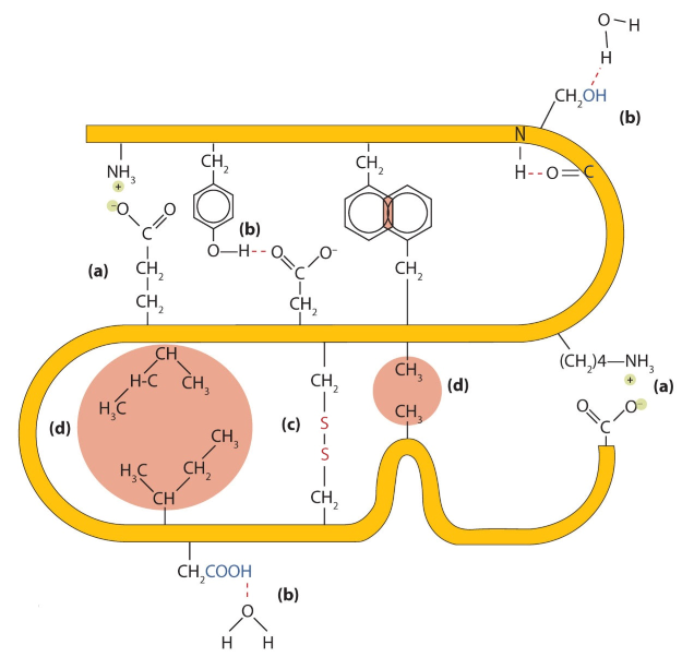 Tertiary interactions include (a) ionic interactions, (b) hydrogen bonds, (c) disulfide bonds and (d) hydrophobic interactions.