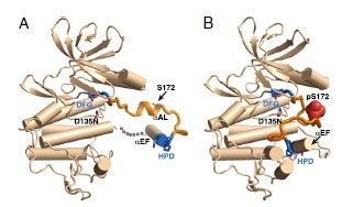 When S172 is phosphorylated, the activation loop comes closer to the KD, thanks to the docking of HPD. One protomer is in blue, the other in orange. 