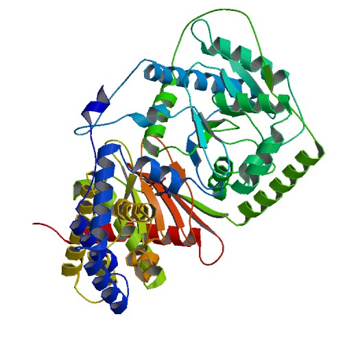Image:Carnitineacetyltransferase with carnitine.jpg