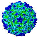 Image:Polio-smallsnap.png