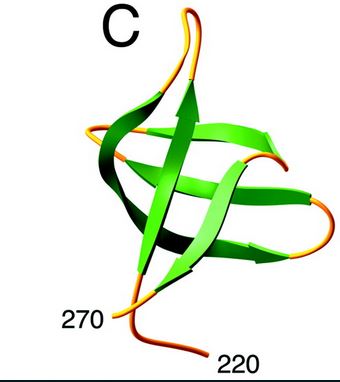 Image:C-ter domain.jpg