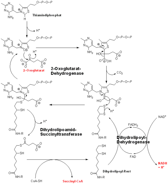 Image:Oxoglutarate dehydrogenase.png