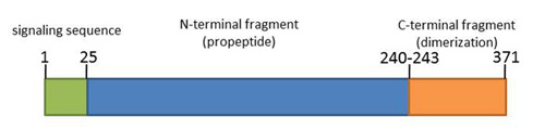 Image:myostatin.jpg