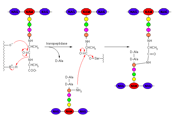 Image:Peptidoglycan cross linking.png