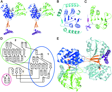 Image:Monomer.gif