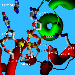 Image:PolB 4.gif