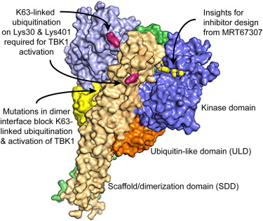 Dimer of TBK1