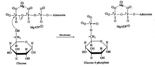 Image:Hexokinase mechanism.jpg