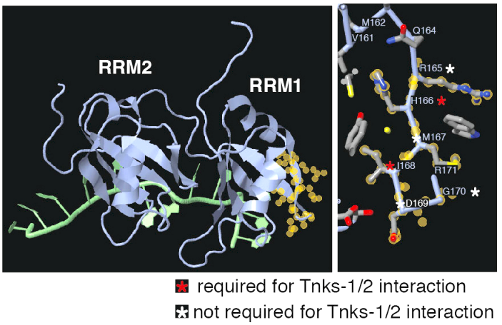 Image:McGurk et la 2020 Fig 2I,J tankyrase-binding domain halos 4bs2.png