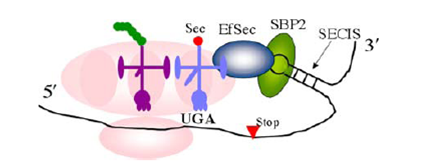 Hondal, R.J. (2010) Amino Acids, E Pub