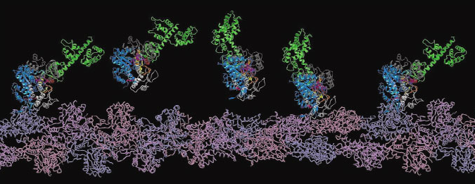 Image:actinandmyosin.png