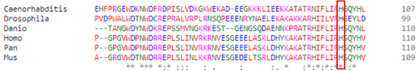 Image:Histidina105especiespng.png