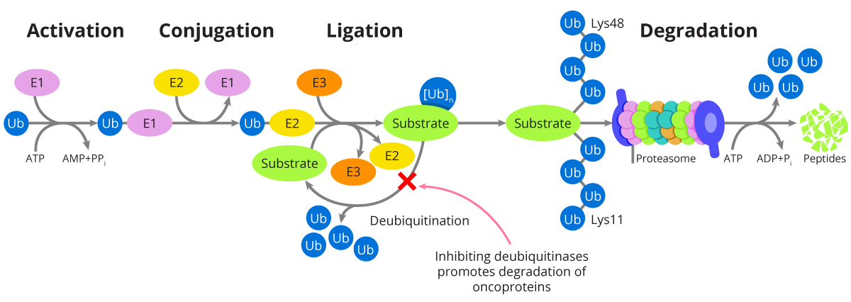 Image:targeting-deubiquitination.jpg