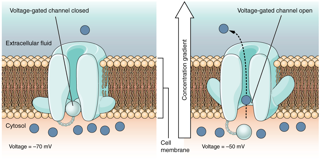 Image:1218_Voltage-gated_Channels.jpg