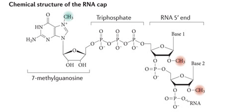 Image:Cap.png