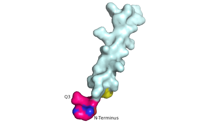 Image:Glucagon with Q3 and N-terminus.png