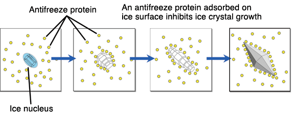 Image:Anti_freeze_protein_1_pciture_2.png