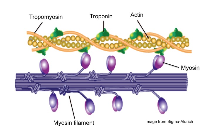 Image:Myosin.jpg