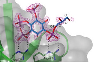 Image:PDK1 PH Domain Interacting With diC4-PtdIns(3,4,5)P3.jpg