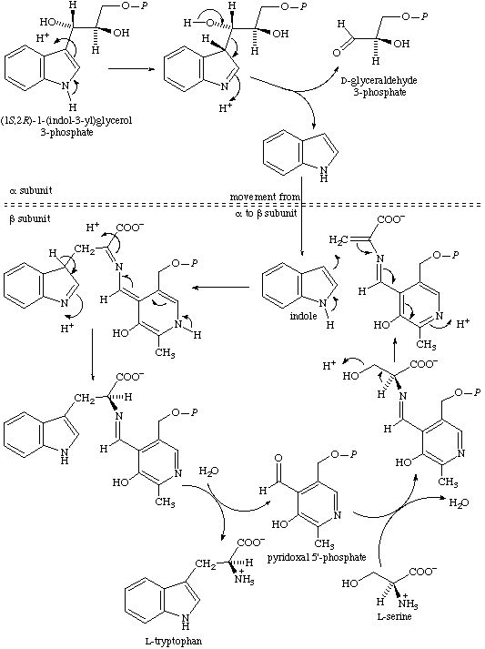 Image:TrpSyn.gif