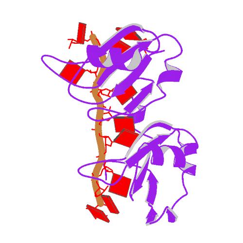 Image:1cvj.pdb1-500.jpg