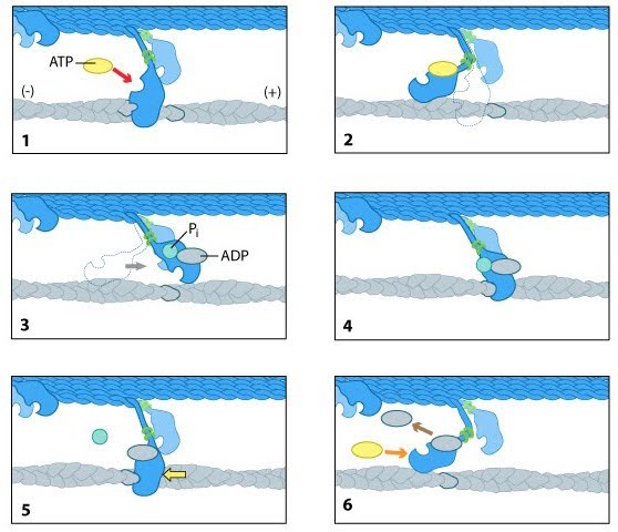 Image:Myosin powerstroke.jpg