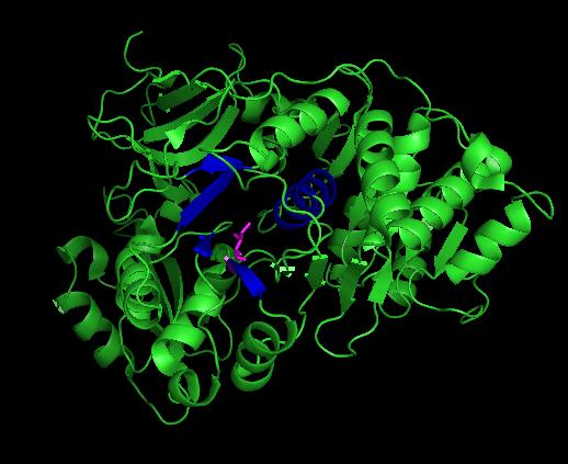 Figure 1: PYMOL image of 2D1S highlighting active site and Ile288, putatively identified in hydrophobic control of bioluminescent colour.