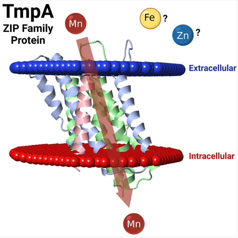 Image:Puccio-2021-mol-micro.png