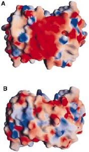 Image:Electronegativity of OspC.jpg