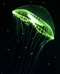 Aequorea Victoria