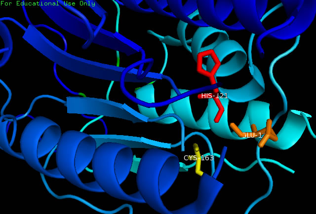 Image:Active Site.jpg