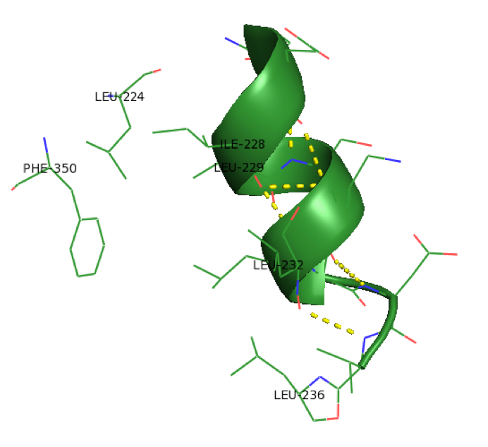 Amphipathic Helix E- The hydrophobic face of PKG-Ia, helix E associates with hydrophobic residues in the interior (PDB 3SHR).