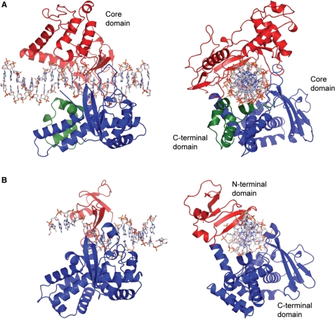 Image:Comparison_of_Euk_and_Viral_Topo.jpg