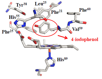 Image:DHP active site 4IP inhibitor.gif