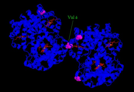 Image:hbs.png