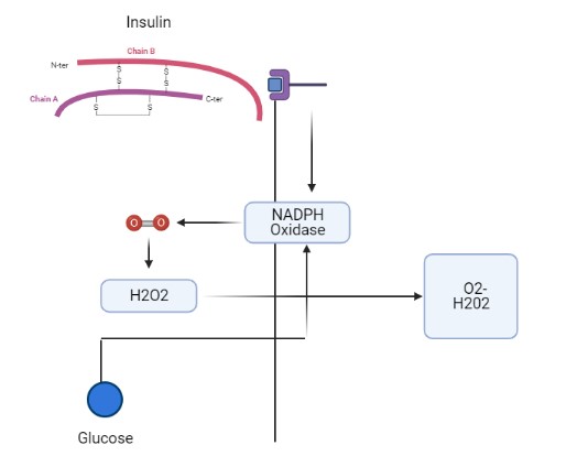 Image:Insulin.jpeg