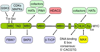Image:myc.jpg