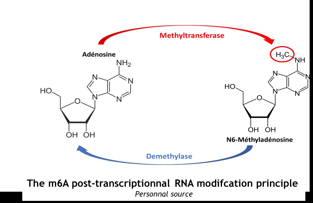 Image:methylation.jpeg