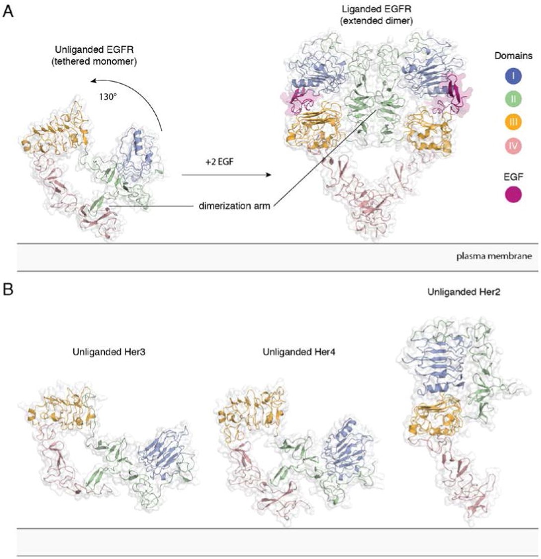 Extracellular module structures for the EGFR family members A) The conformational change induced by ligand binding. The tethered conformation of EGFR (left, PDB ID 1NQL, EGF bound at low pH was removed for clarity) rearranges to the extended conformation of EGFR (right, PDB ID 3NJP) upon ligand binding. B) Unliganded Her3 (PDB ID 1M6B) and Her4 (PDB ID 2AHX) can adopt a tethered conformation similar to EGFR, while Her2 (PDB ID 1N8H) is in an extended conformation, even in the absence of ligand.