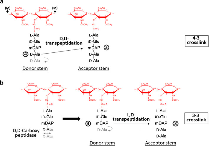 Image:Figure transpeptidases.png