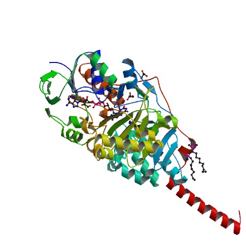 Image:2z5x_bio_r_500.jpg