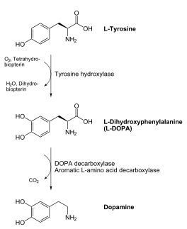 Dopamine Synthesis