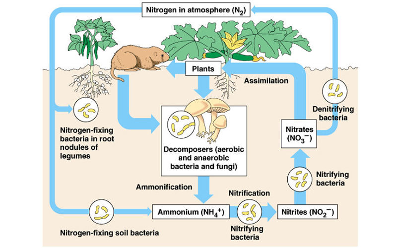 Image:Nitrogen cycle.jpg