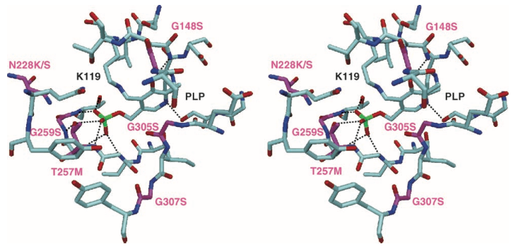 Image:Stereo picture of the CBS' active site.png