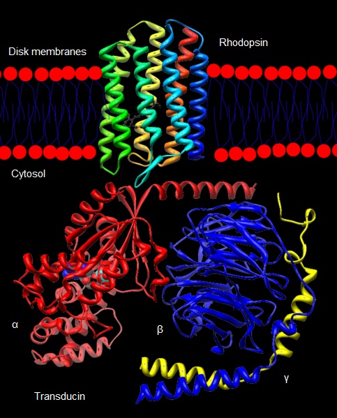 Image:RhodopsinTransducinComplex.jpg