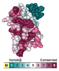 Image:Sefid-consurf-teplizumab-2025.png