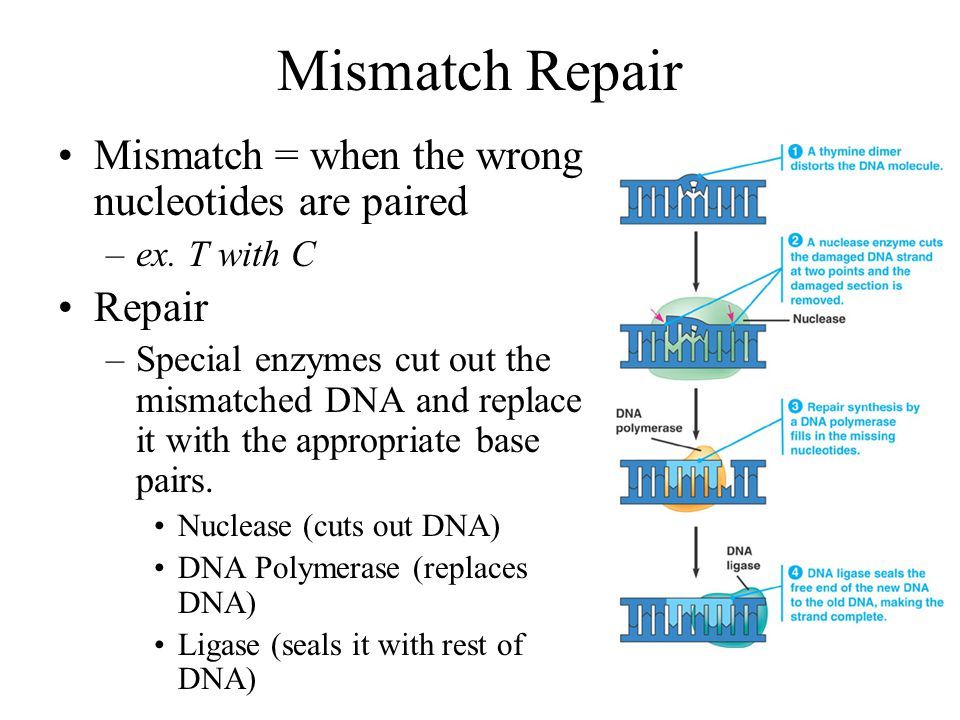Image:DNA POLYMERASE.jpg