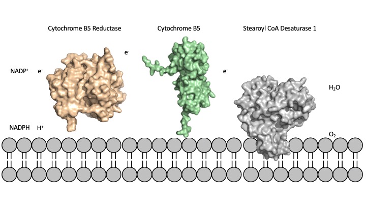 Image:Sci membrane position.jpg