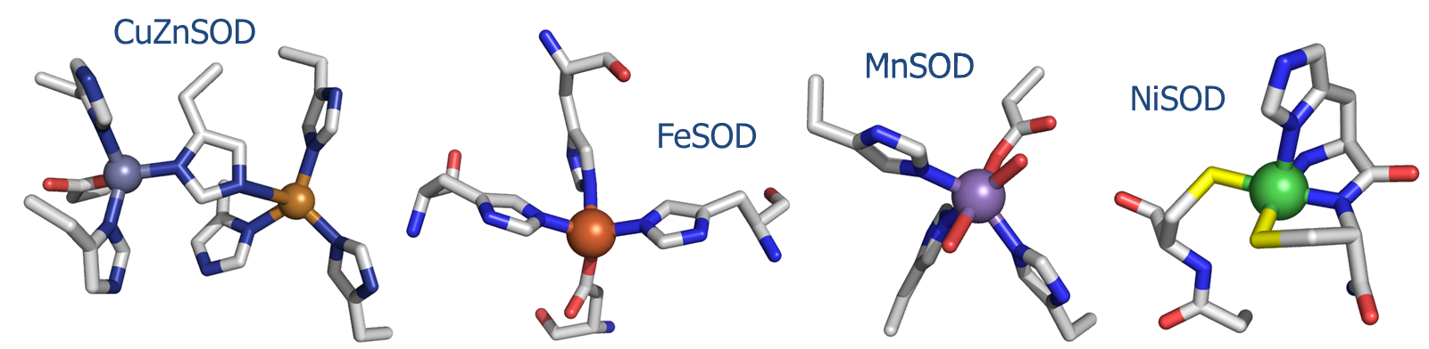 Active site structures of the four known SOD's.