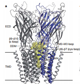 Fig. 1. Structure of GLIC